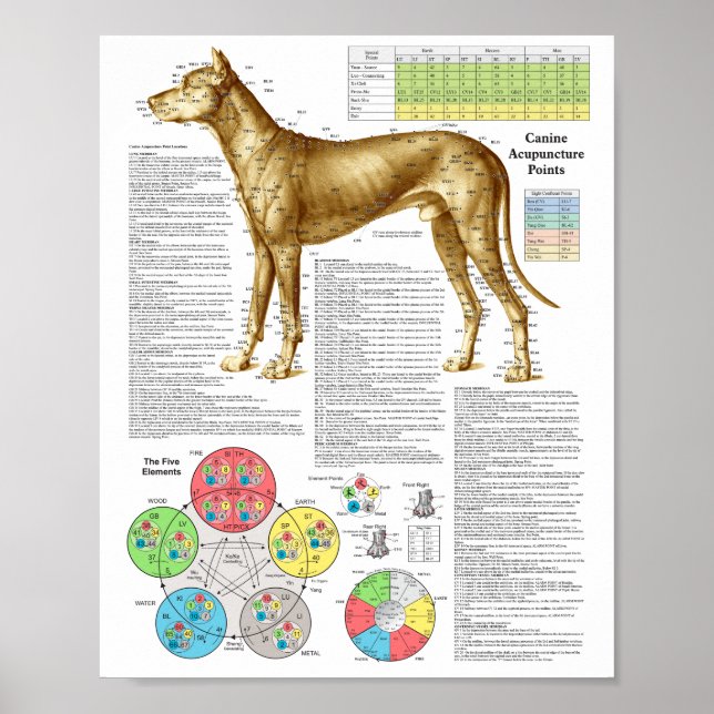 Dog Acupuncture Points Locations Poster (Front)