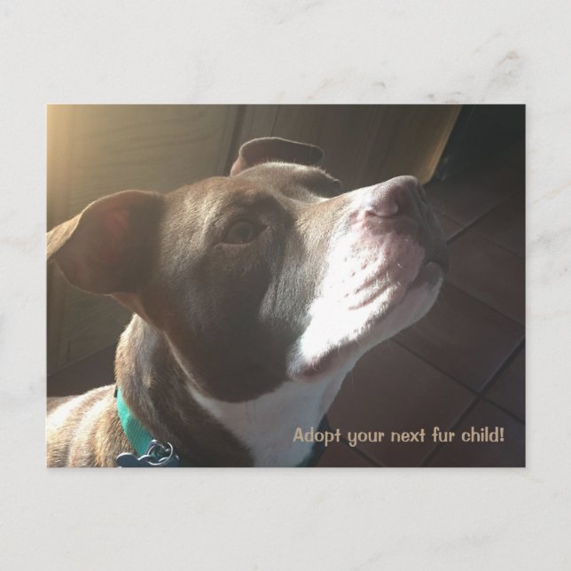 Dog Adoption Rescue Shelter Pets Postcard (Front)