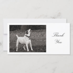 Dog Agog - Thank You