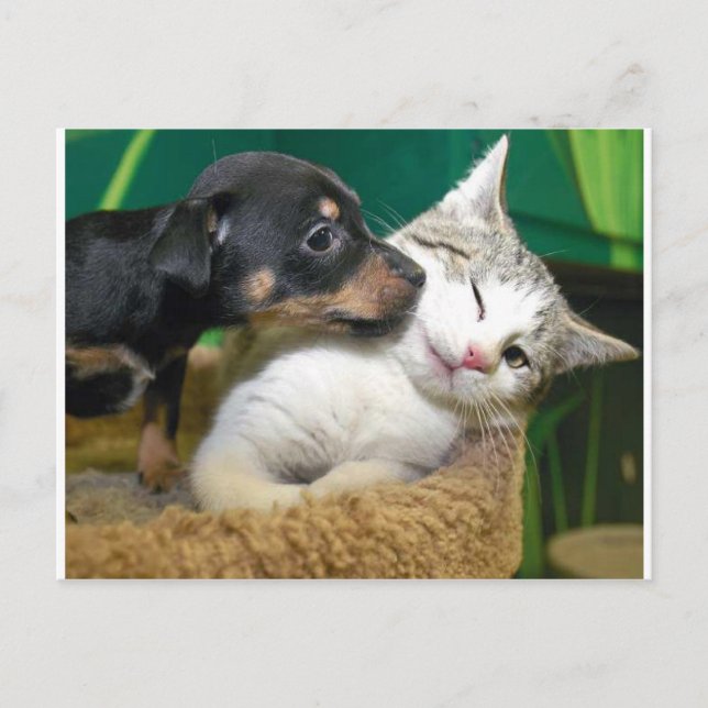 Dog and cat postcard (Front)