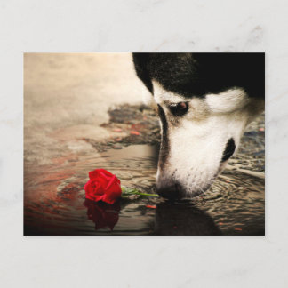 Dog and Red Rose Photography Postcard