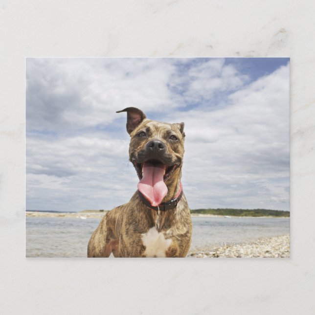 dog at beach postcard (Front)