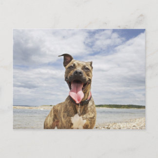 dog at beach postcard