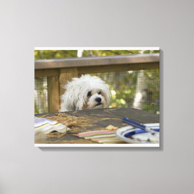 Dog at picnic table canvas print (Front)