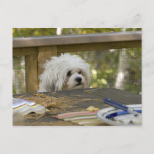 Dog at picnic table postcard