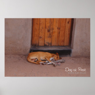 Dog at Rest Poster
