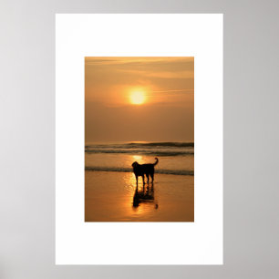 Dog at sunrise poster