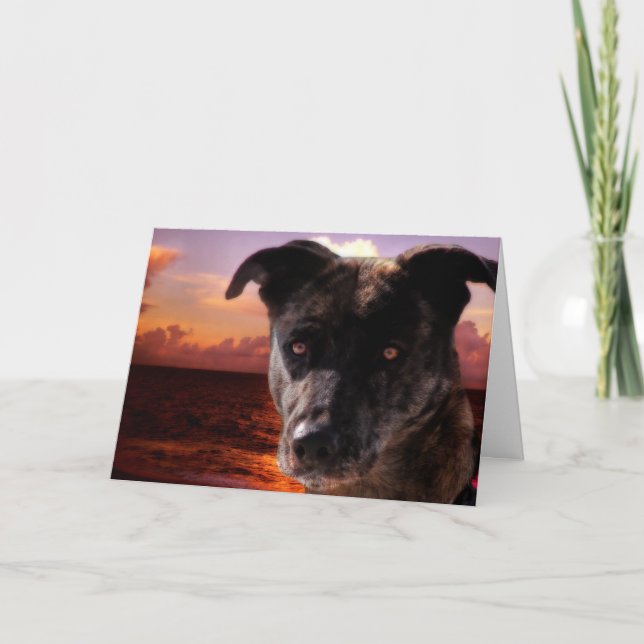 Dog at the Beach, Birthday Card (Front)