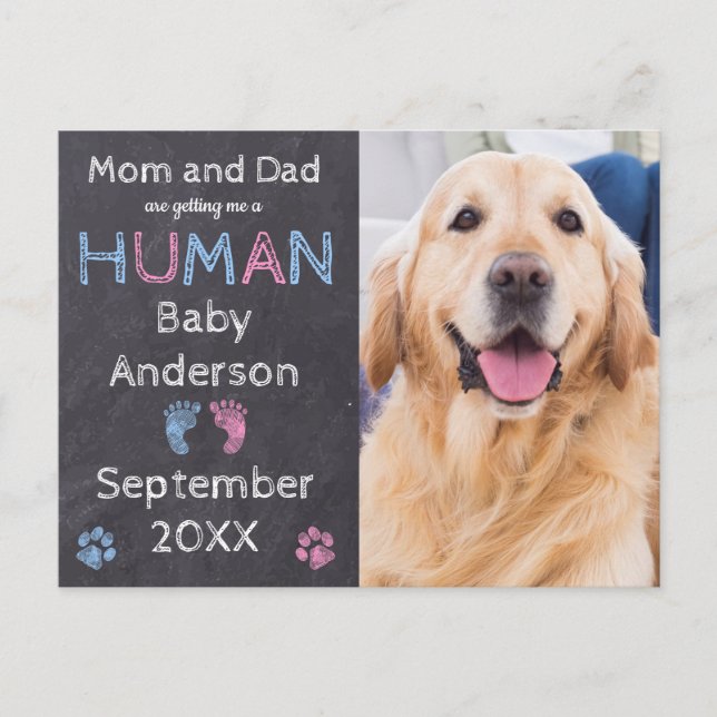 Dog Baby Pregnancy Announcement Postcard (Front)