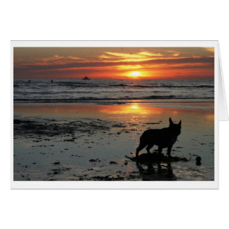Dog Beach