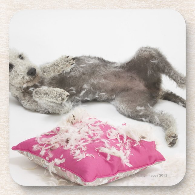 Dog behaviour training coaster (Front)