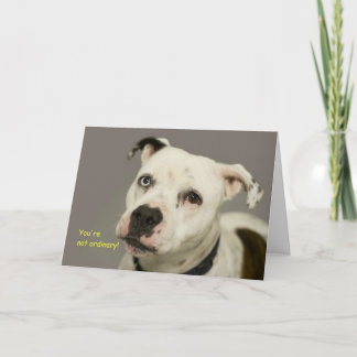 Dog Birthday Card