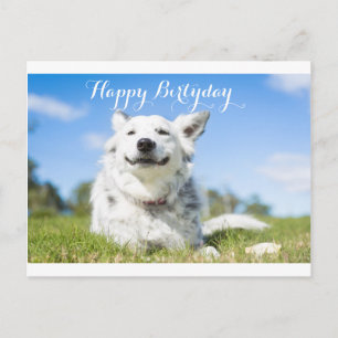 dog birthday card, customisable postcard