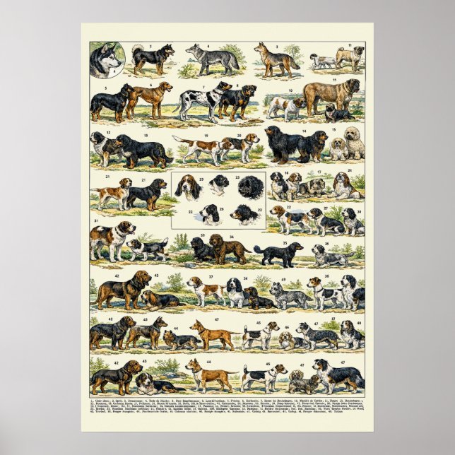 Dog Breeds color Illustrations Poster (Front)