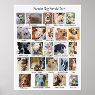 Dog Breeds Poster