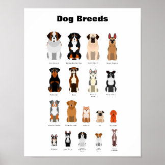Dog breeds poster. poster