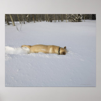 Dog burrowing in snow poster