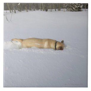 Dog burrowing in snow tile