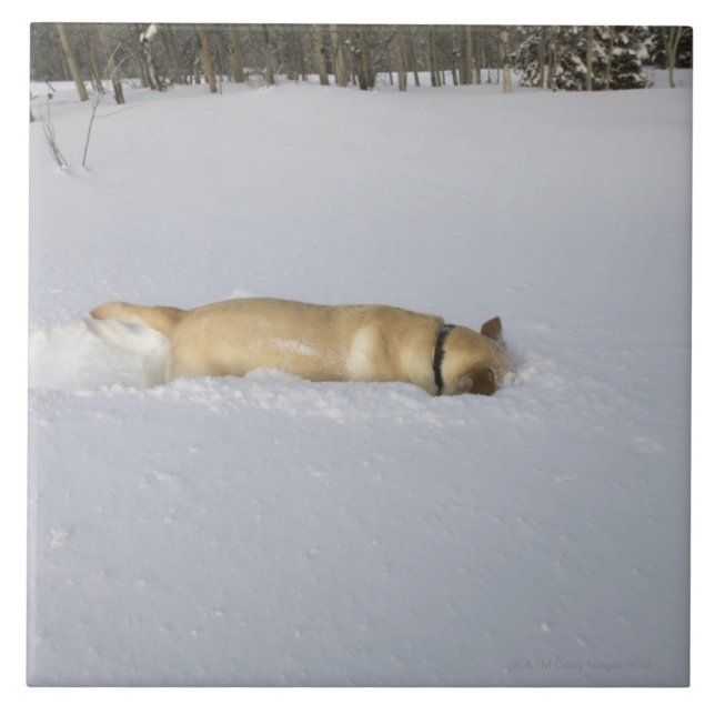 Dog burrowing in snow tile (Front)