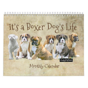 Dog Calendars - Cute Boxer Puppies