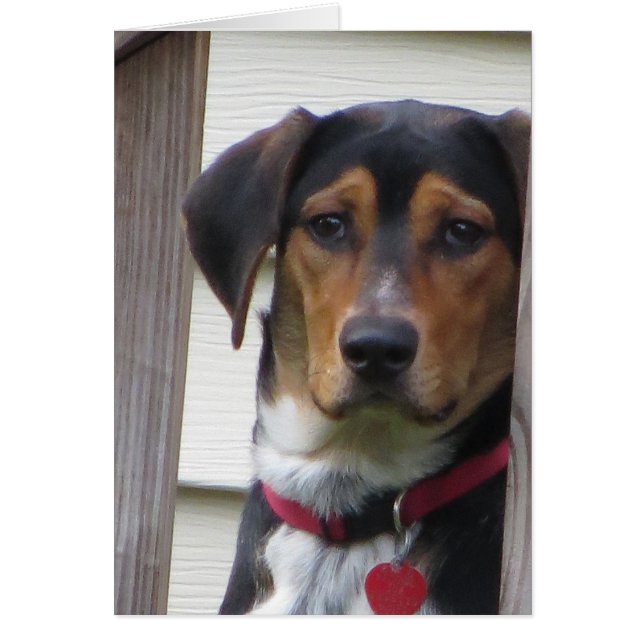 Dog Card (Front)