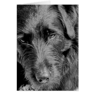 Dog cards, Dora
