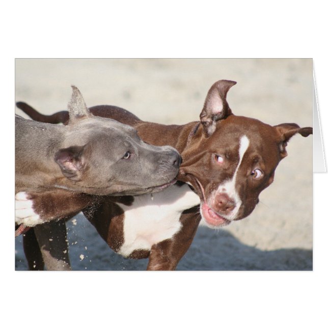 Dog Cards - Pitbulls at Play (Front Horizontal)