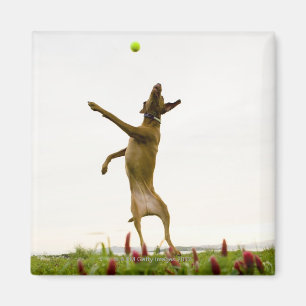 Dog catching tennis ball in mid-air magnet