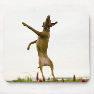 Dog catching tennis ball in mid-air mouse pad
