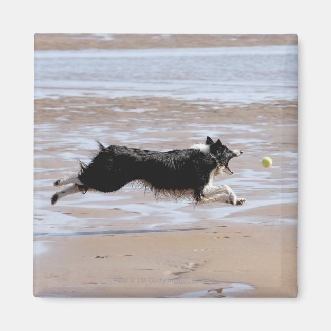 Dog chasing a ball at the beach magnet (Front)