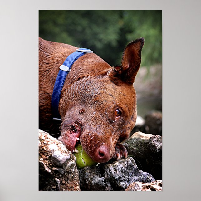 Dog Chewing / Nose Close Up / Macro 2 Poster (Front)