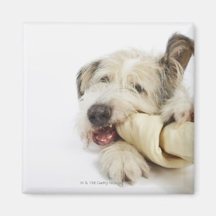 Dog Chewing on Rawhide Bone Magnet