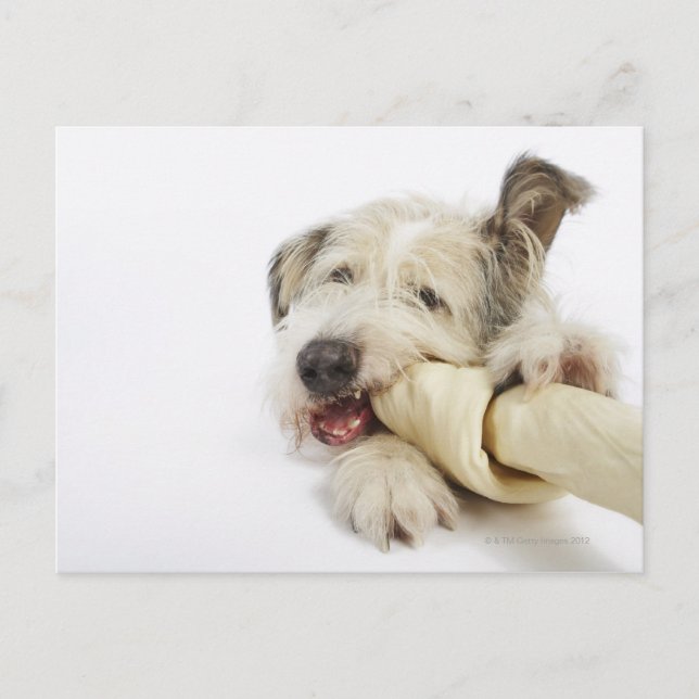 Dog Chewing on Rawhide Bone Postcard (Front)