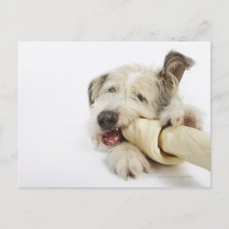 Dog Chewing on Rawhide Bone Postcard