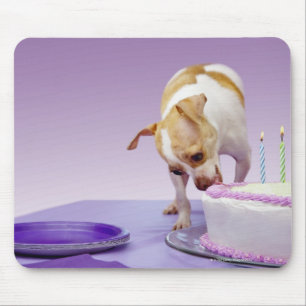 Dog (chihuahua) eating birthday cake on table mouse pad