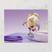 Dog (chihuahua) eating birthday cake on table