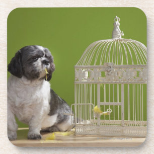 Dog close to a bird cage coaster