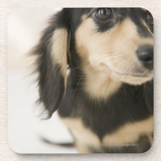 Dog Coaster (Front)