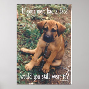 dog coat poster