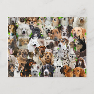 Dog Collage Postcard