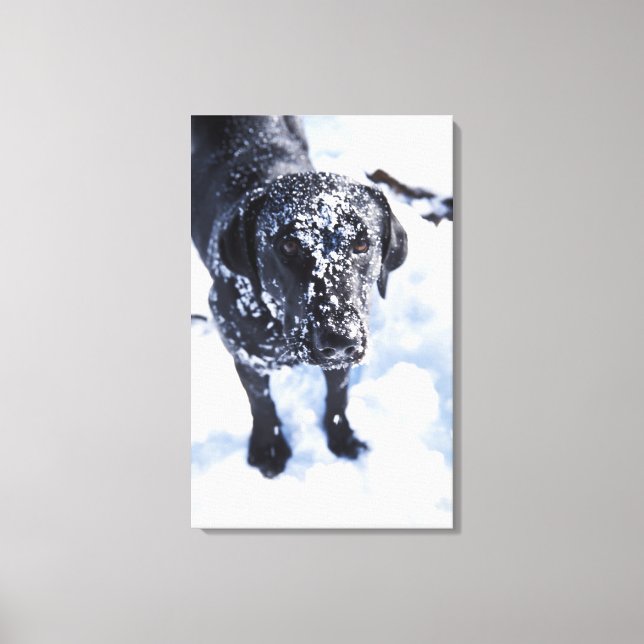 Dog covered in snow canvas print (Front)