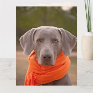 DOG CUTE GET WELL SOON Greeting Cards