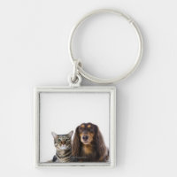 Dog (Dachshund) and cat (Japanese cat) on white
