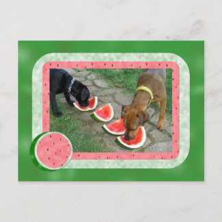 Dog Days of Summer Postcard