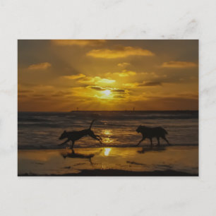 Dog Days of Summer Postcard