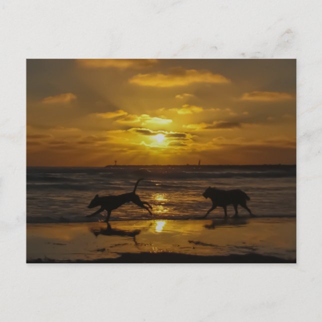 Dog Days of Summer Postcard (Front)