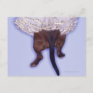 Dog dressed up postcard