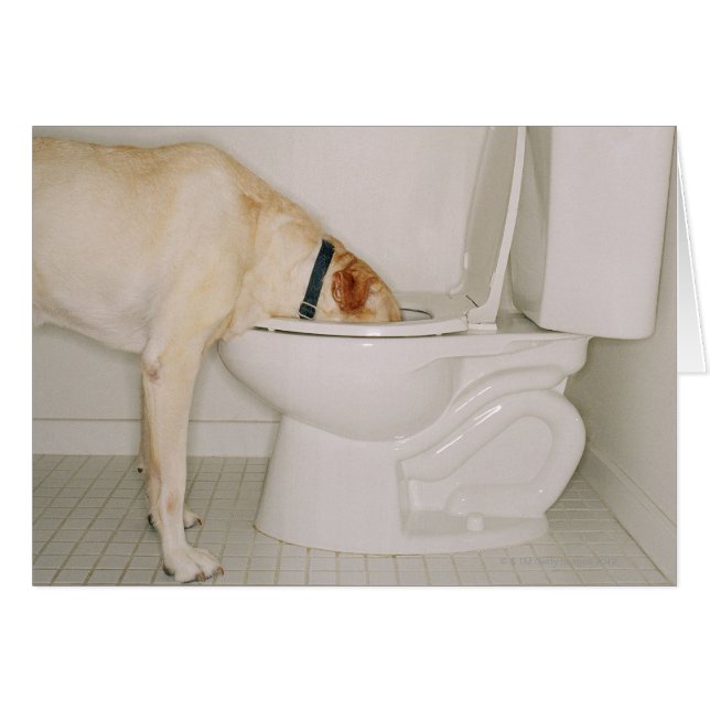 Dog drinking out of toilet (Front Horizontal)
