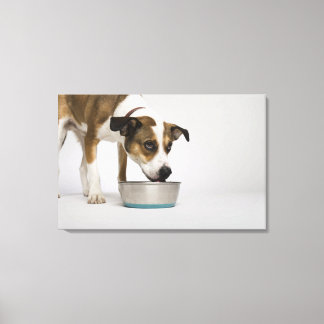 Dog eating from bowl canvas print