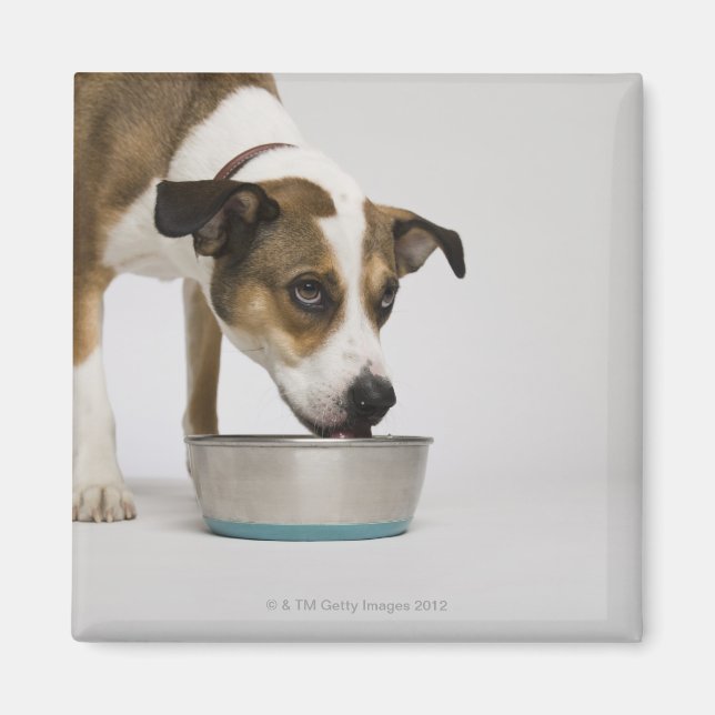 Dog eating from bowl magnet (Front)